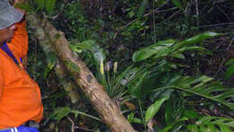 Image of Adanson's monstera