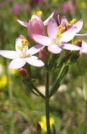 Image of Centaury