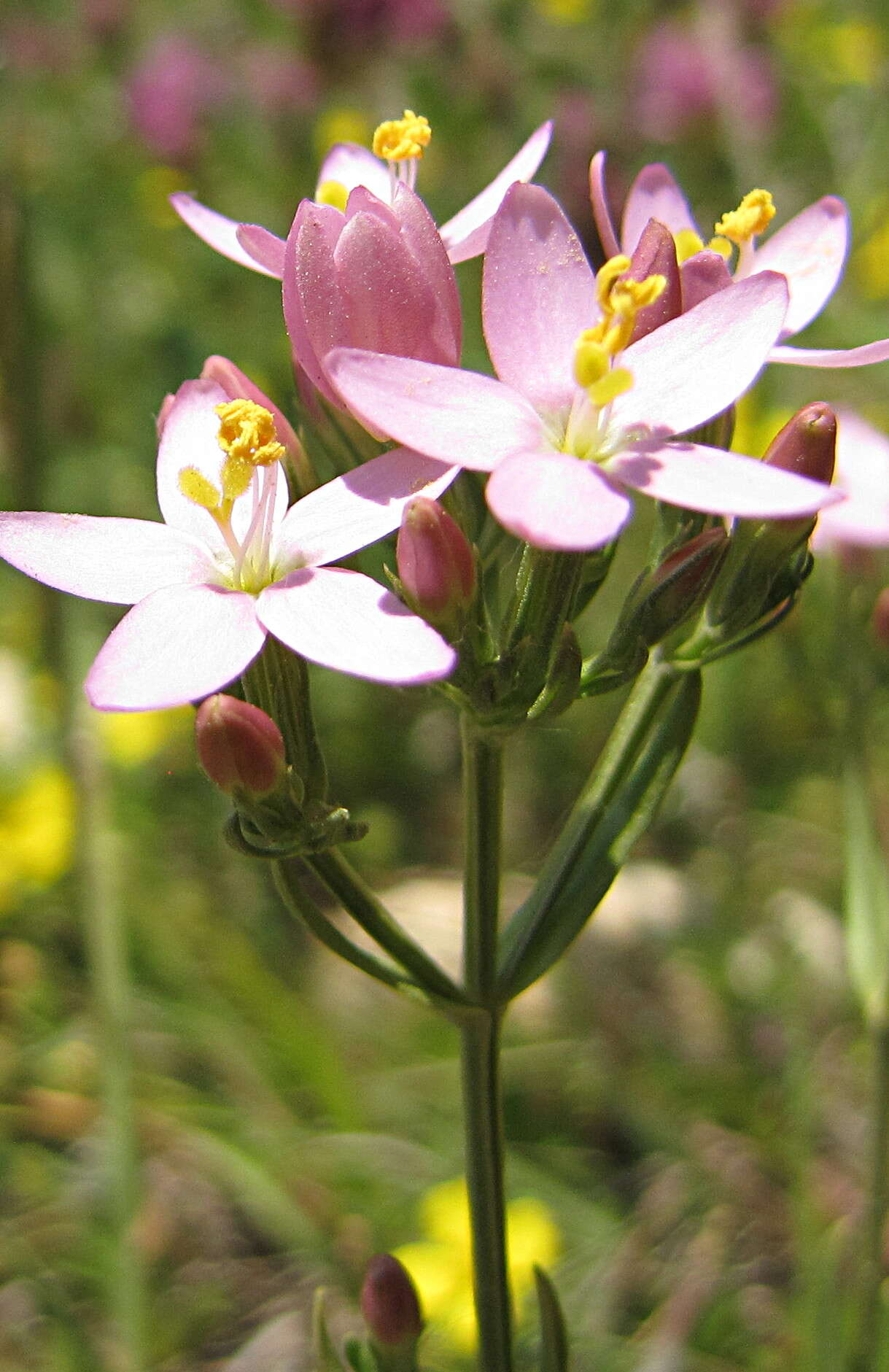 Image of Centaury