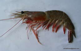 Image of metapenaeus shrimps