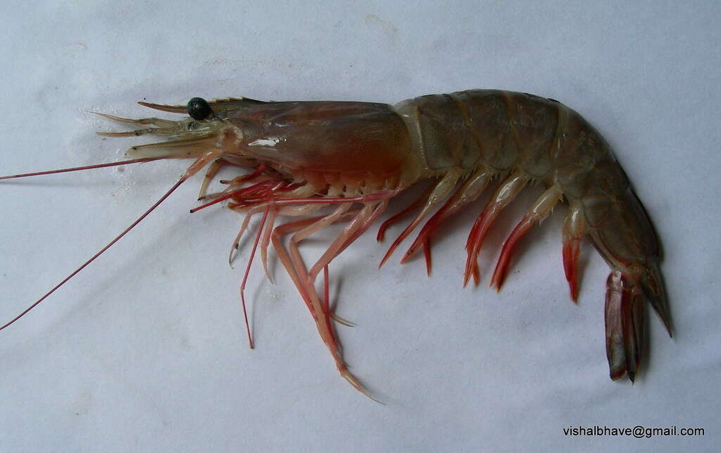 Image of metapenaeus shrimps