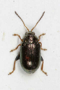 Image of Crepidodera