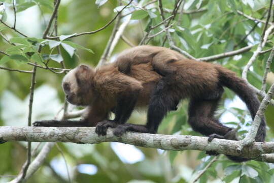 Image of Guianan Brown Capuchin