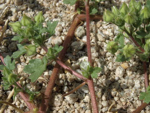 Image of white mallow