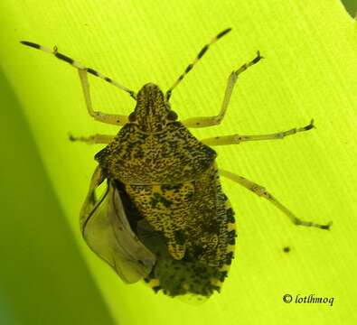 Image of Hemiptera