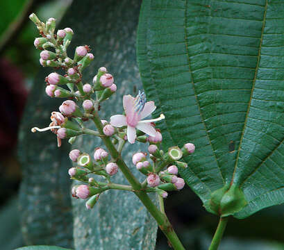 Image of Tococa caudata Markgraf