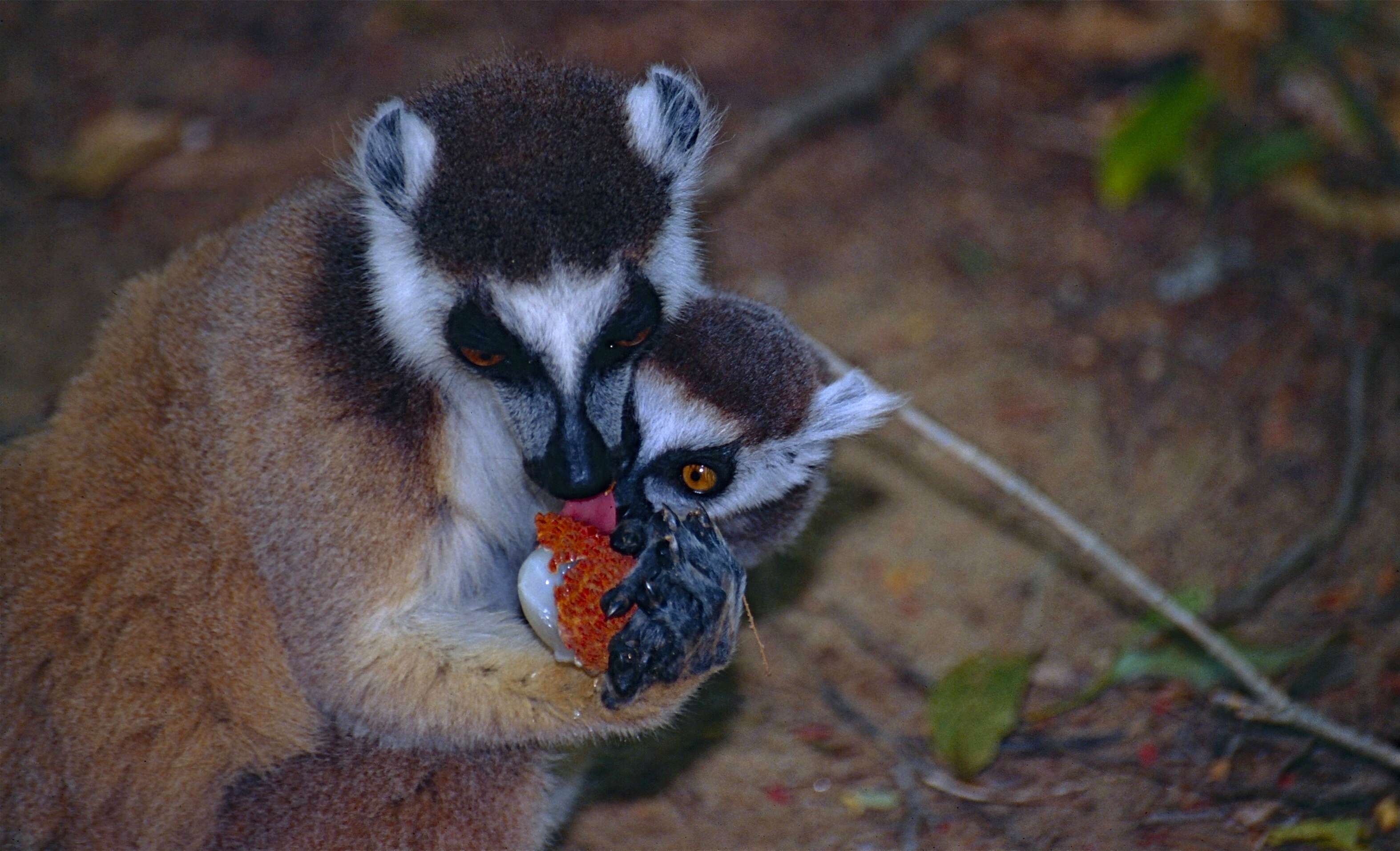 Image of Lemur Linnaeus 1758