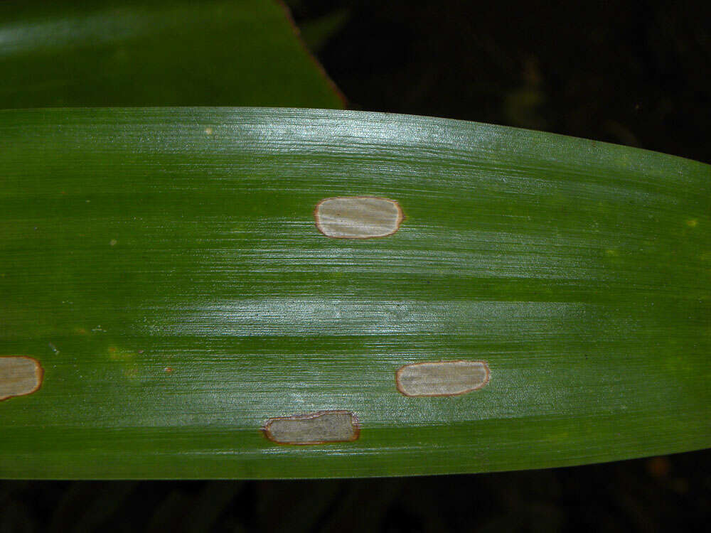 صورة Werauhia gladioliflora (H. Wendl.) J. R. Grant