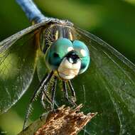 Image of Blue Dasher