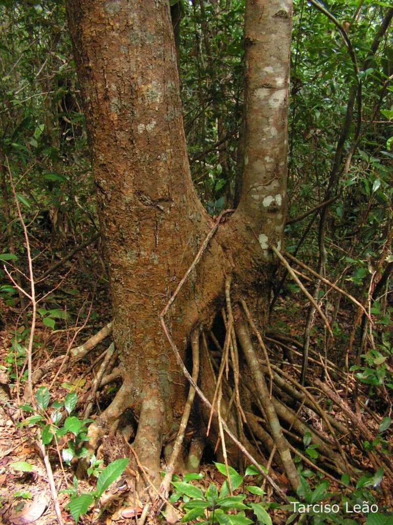 Image of Symphonia globulifera L. fil.