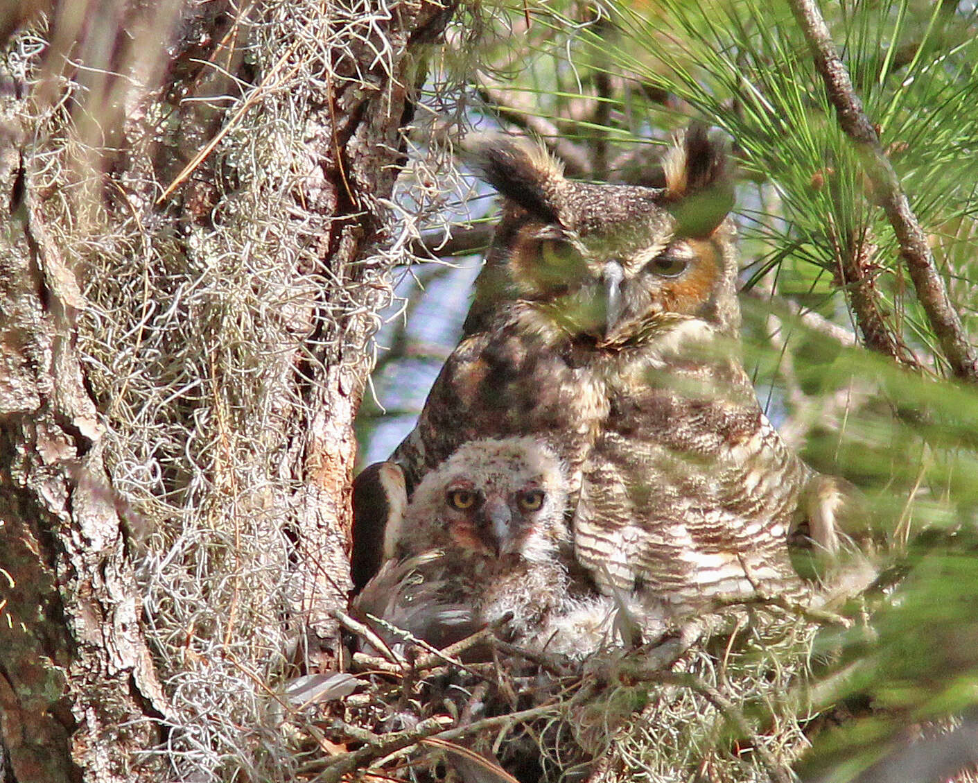 Image of Great Horned Owl