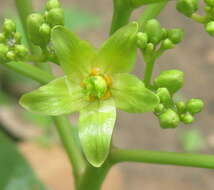 Sivun Jatropha scaposa Radcl.-Sm. kuva