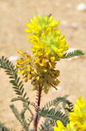 Image of Astragalus alopecuroides L.