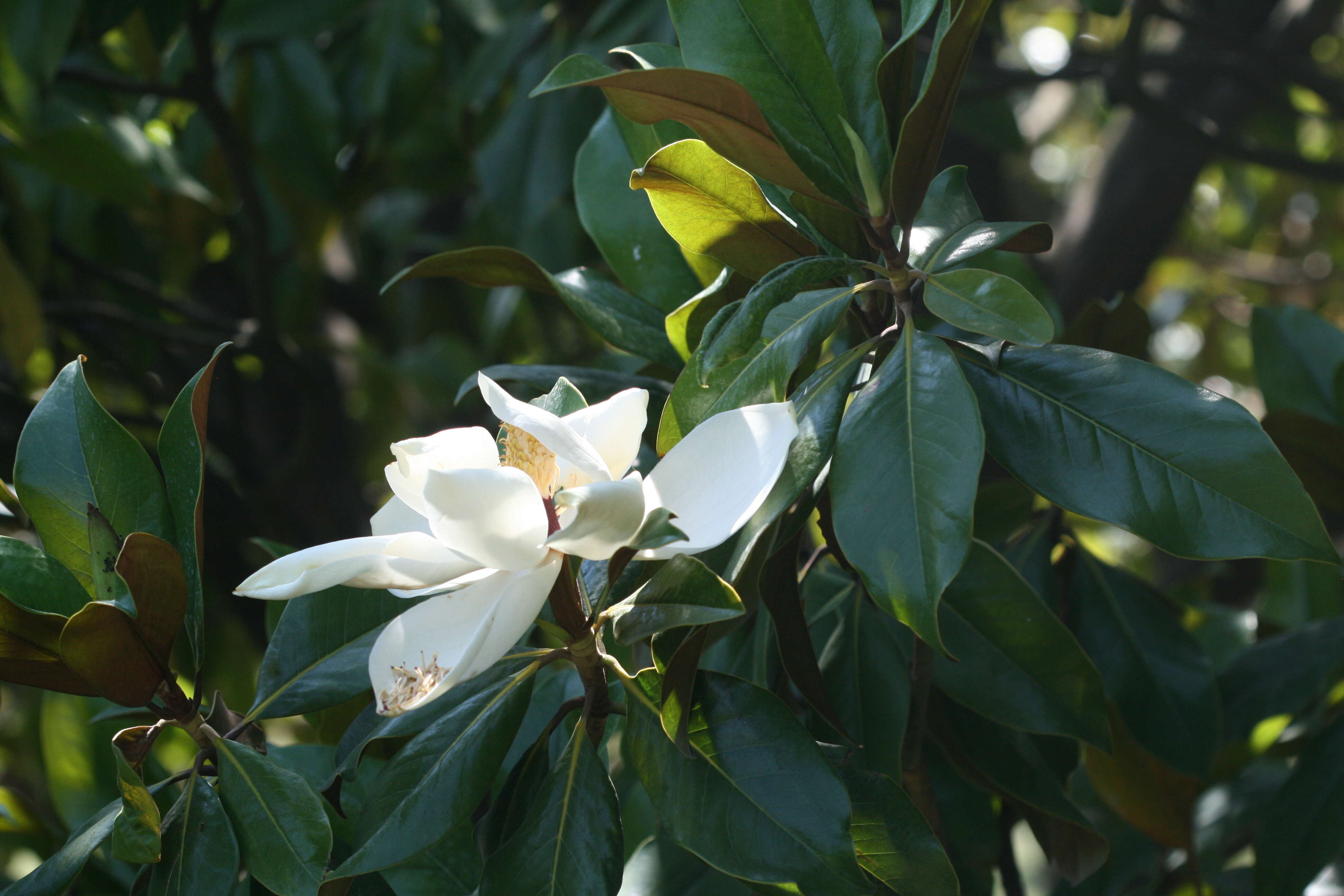 Image of southern magnolia