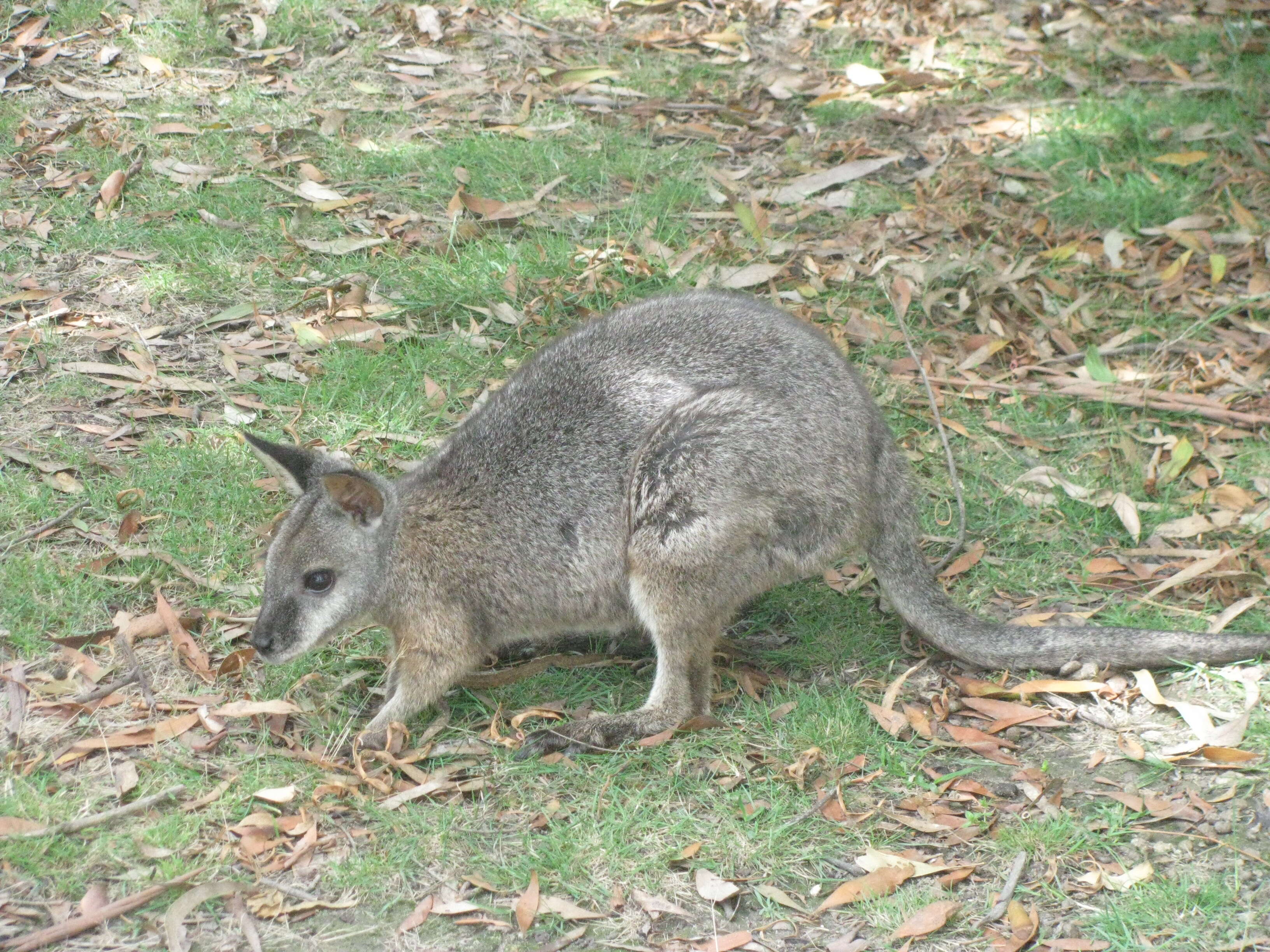 Image of wallaby