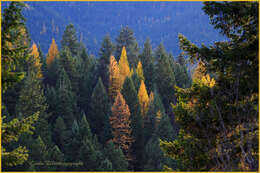 Image of larch