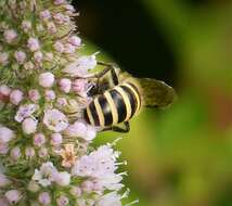 Image of Cellophane bees