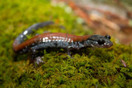 Image of Woodland salamander