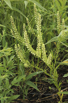 Image of Virginia pepperweed