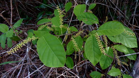 Image of Coccoloba arborescens (Vell.) Howard