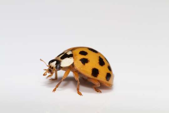 Image of Harmonia axyridis (Pallas 1773)