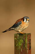 Image of American Kestrel