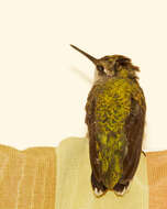 Image of Ruby-throated Hummingbird