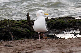 Image of Larus Linnaeus 1758