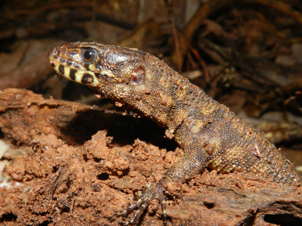 Image of night lizards