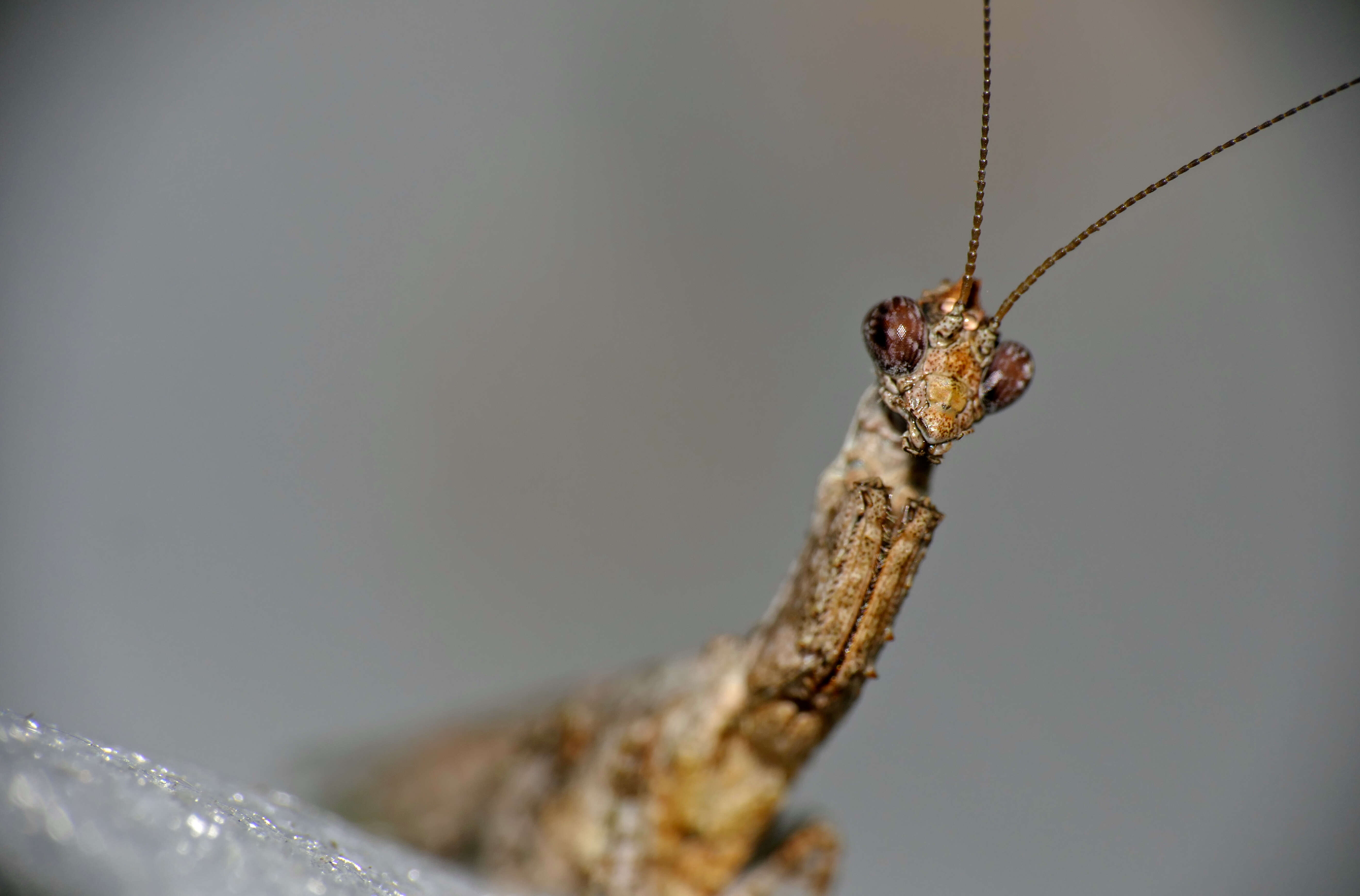 Plancia ëd Hymenopodidae