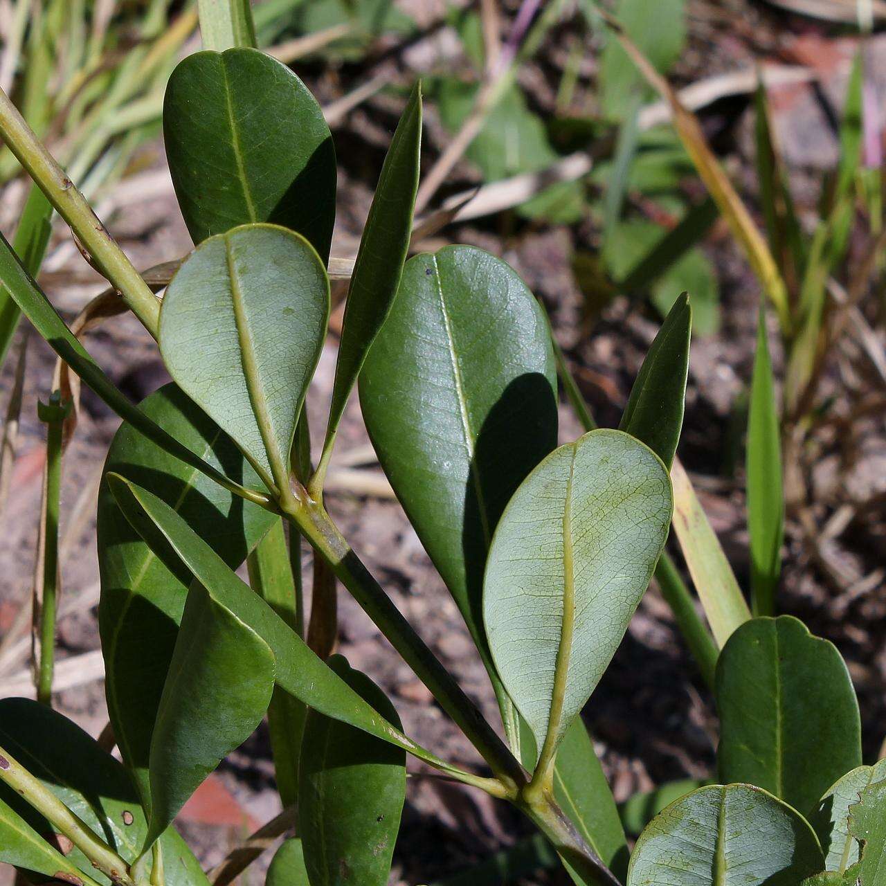 Image of Vochysia pumila Pohl