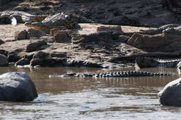 Image of crocodiles