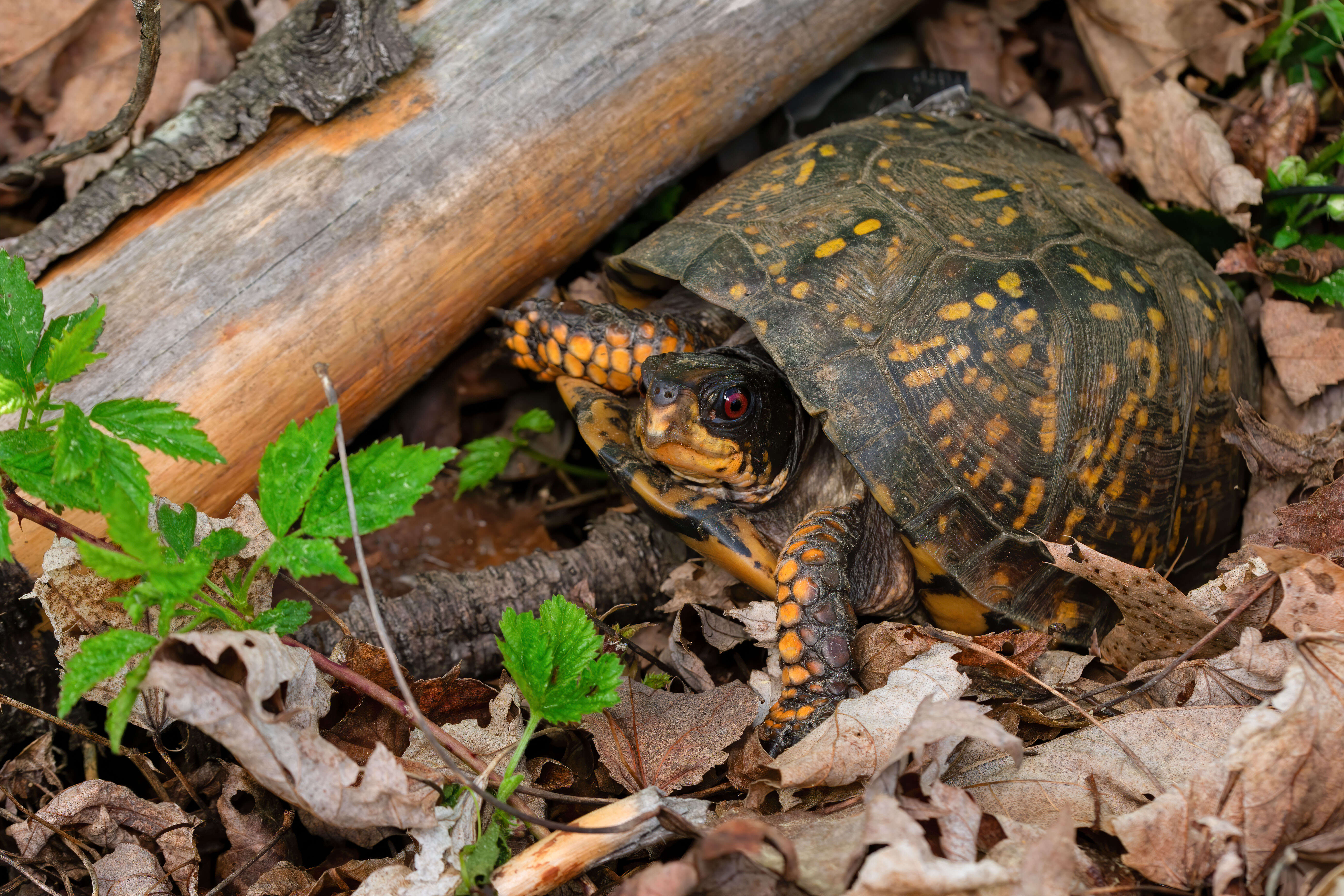 Image of Eastern box turtle