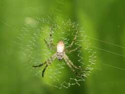 Imagem de Argiope keyserlingi Karsch 1878