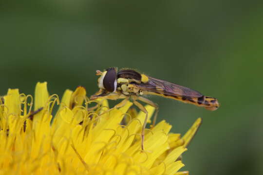 Image of Sphaerophoria scripta (Linnaeus 1758)