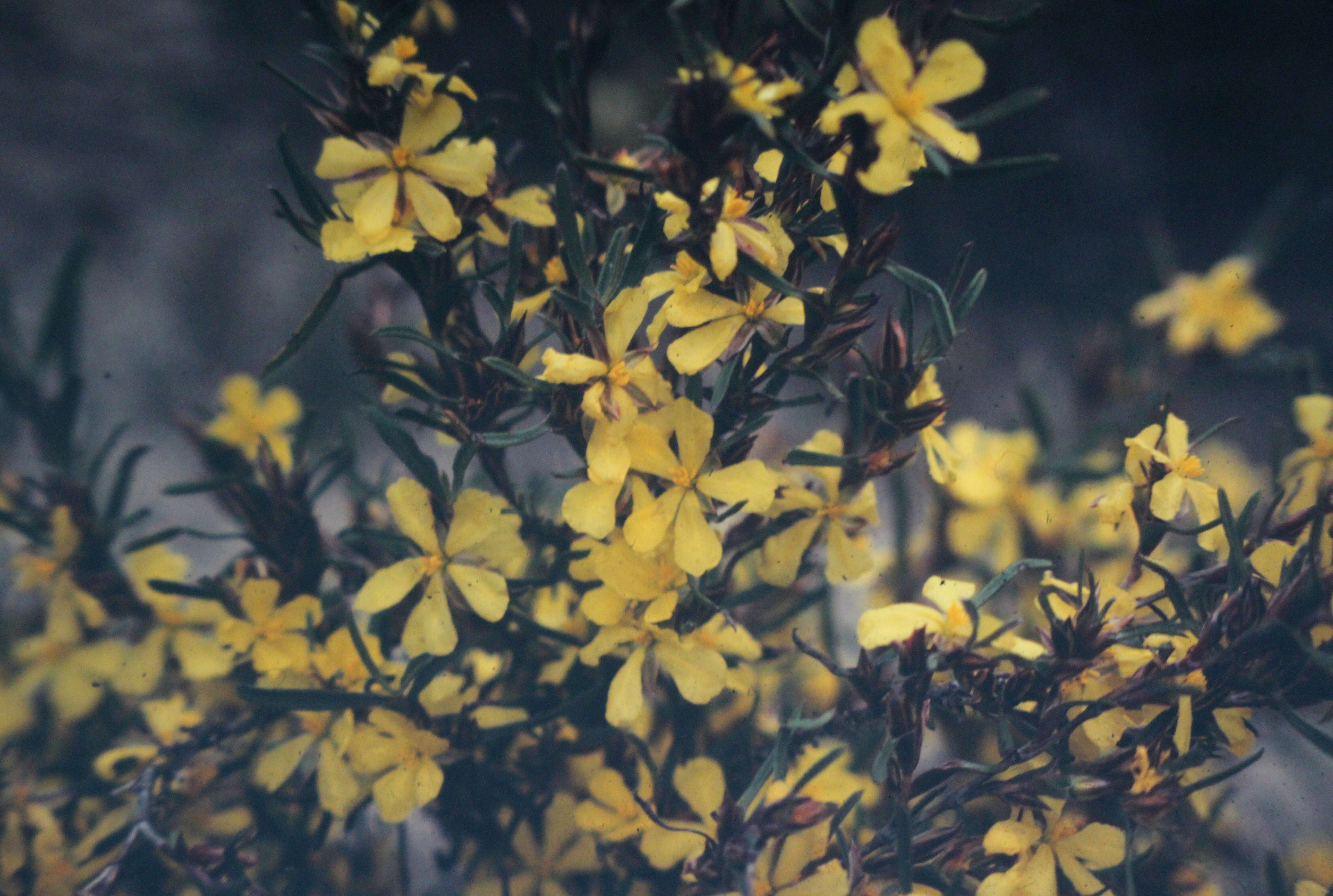 Image of Hibbertia racemosa (Endl.) Gilg