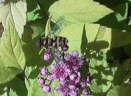 Plancia ëd Syrphus ribesii (Linnaeus 1758)