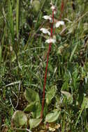 Image of Wintergreen