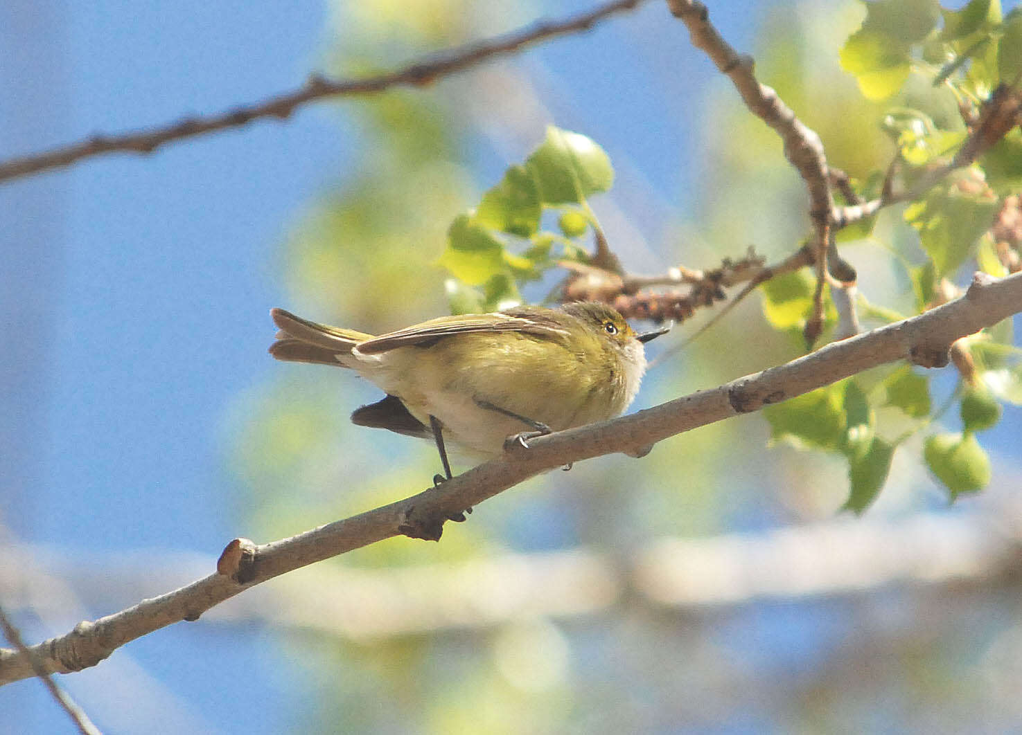 Plancia ëd Vireo Vieillot 1808