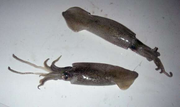 Image of Patagonian Longfin Squid