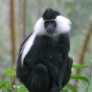 Colobus angolensis ruwenzorii Thomas 1901 resmi