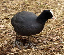 Image of Common Coot