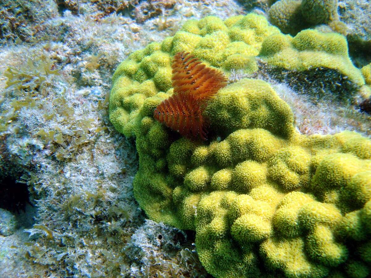 Image of calcareous tubeworms