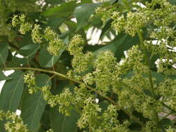 Image of tree-of-heaven