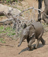 Image of African bush elephant