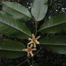 Image of Guatteria pogonopus Mart.