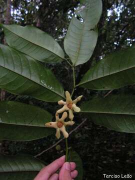 Image of Guatteria pogonopus Mart.