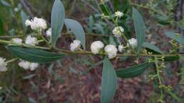 Acacia myrtifolia (Sm.) Willd. resmi