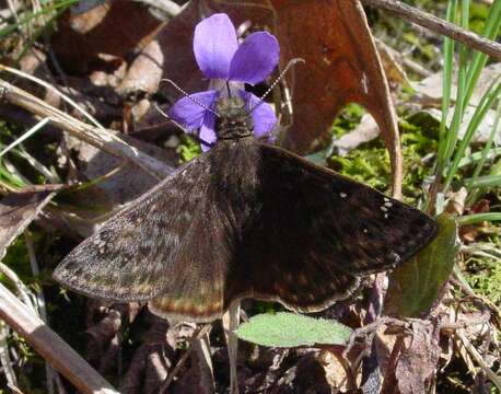 Image of Juvenal's Duskywing