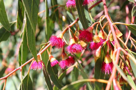 Image de Eucalyptus leucoxylon F. Müll.